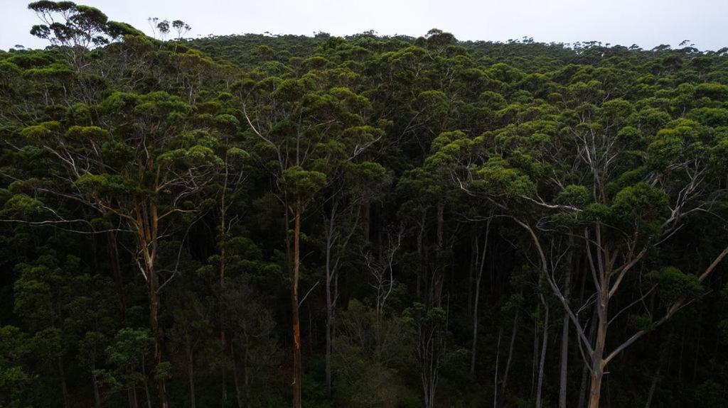 دنمارك The Floating Forest المظهر الخارجي الصورة