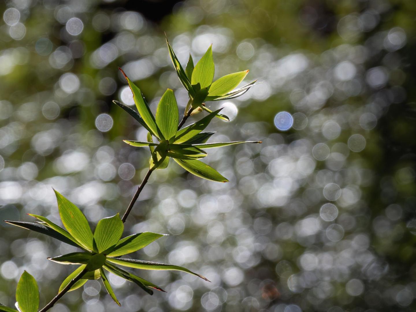 دنمارك The Floating Forest المظهر الخارجي الصورة